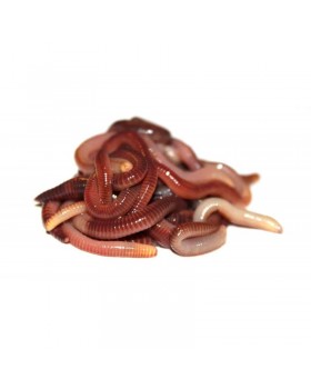 Червь Дендробена №2/3